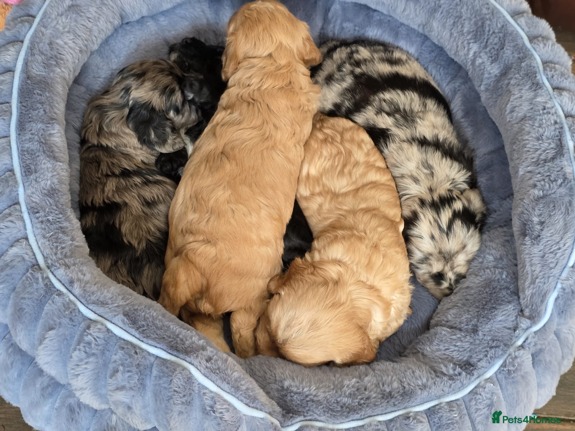 Cockapoo dogs for sale: Vet Health checked Cockapoo Puppies - Advert 5
