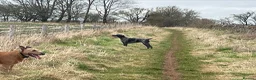 German Wirehaired Pointer dogs for sale: KC Reg German Wirehaired pointers Due July  - Advert 4