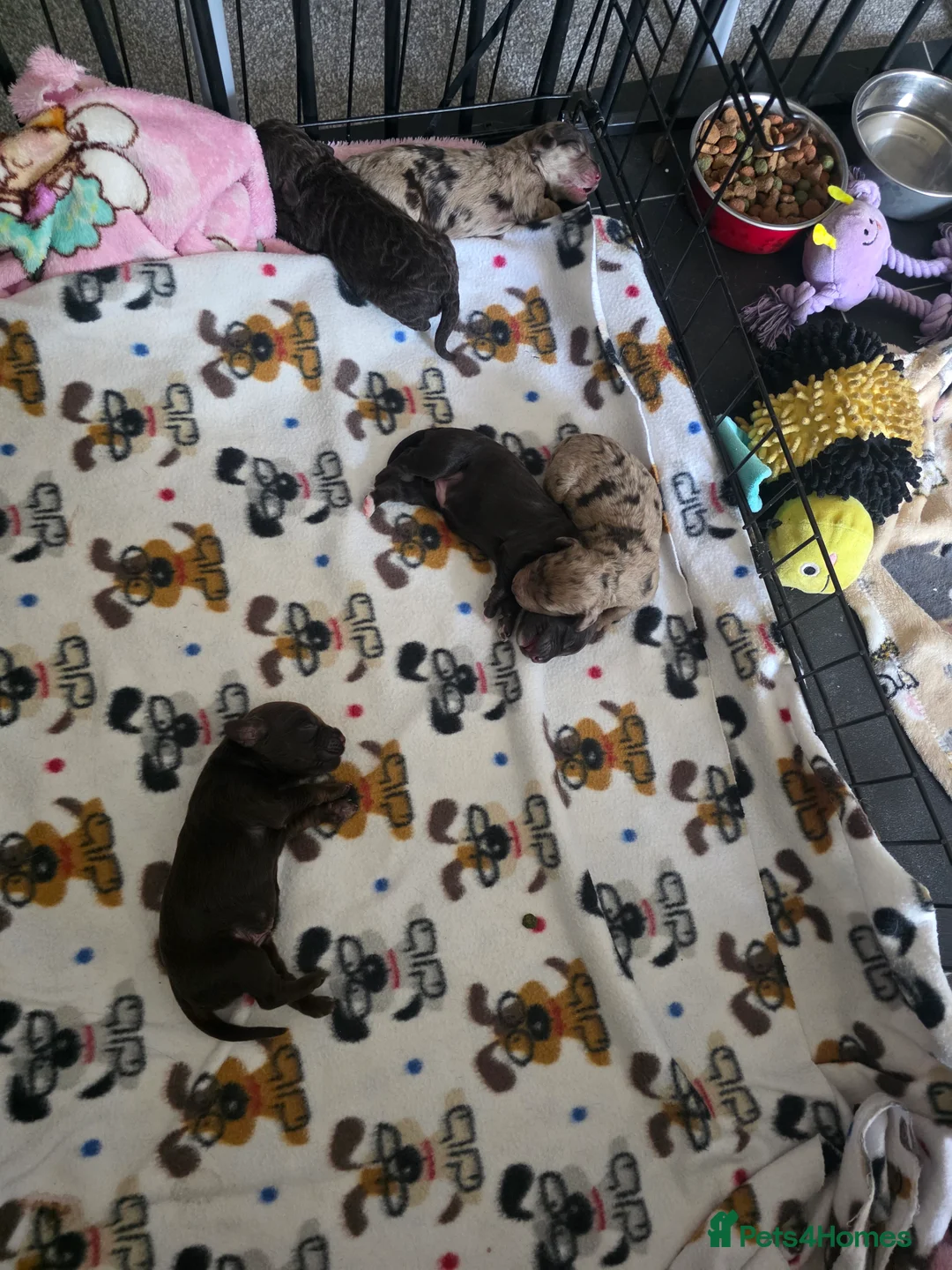 Cockapoo dogs for sale: 🍫 Meet Our Chocolate-Inspired Cockapoo Cuties 🍫 in Stoke-on-Trent - Advert 7