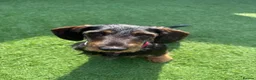 Dachshund dogs for sale: Beautiful 2.5 Year Old Wirehaired Dachshund in Southampton - Advert 3