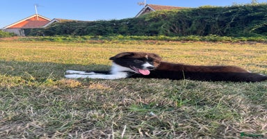 Border Collie dogs - Advert 7