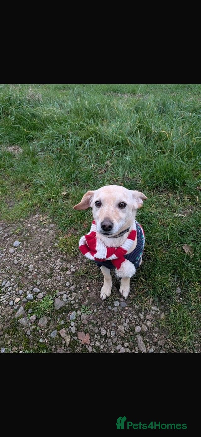 Mixed Breed dogs Chester the little boy  - Advert 1