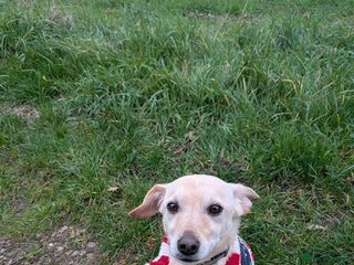 Mixed Breed dogs Chester the little boy - Advert 1