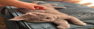 British Shorthair 5