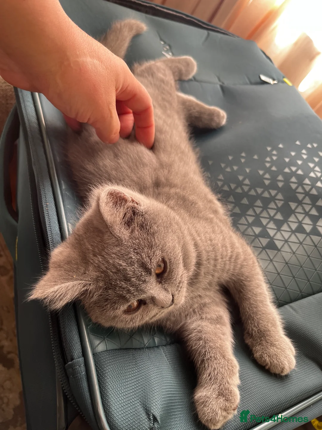British Shorthair cats for sale: Blue British short hair kittens for sale  - Advert 14