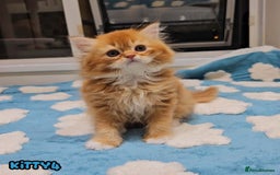British Shorthair cats for sale: Adorable Kittens Ready For Reservation  - Image 9