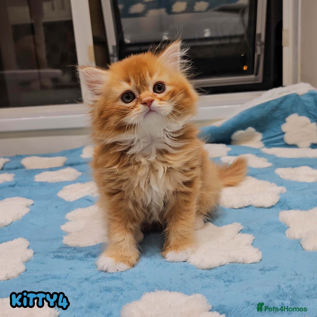 British Shorthair cats for sale: Adorable Kittens Ready For Reservation  - Image 9