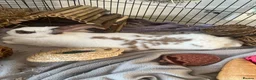 Mixed Breed rabbits for sale: mixed rabbit called cotton in Reading - Advert 2
