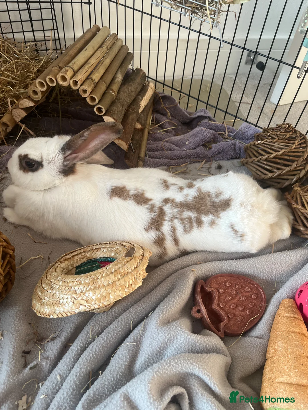 Mixed Breed rabbits for sale: mixed rabbit called cotton in Reading - Advert 2