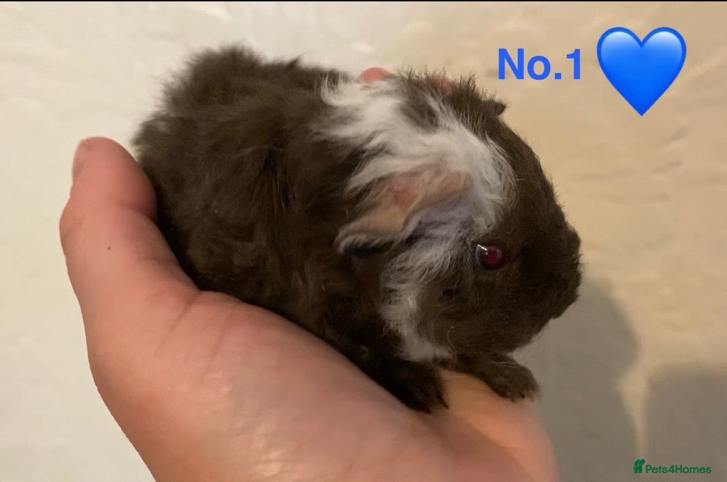 Guinea Pig rodents Gorgeous baby Guinea pigs - Advert 17