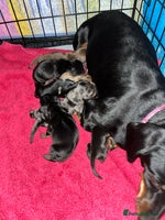 Miniature Dachshund dogs - Advert 2