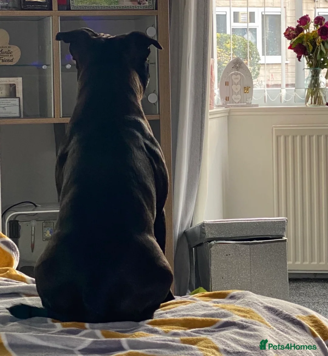 Staffordshire Bull Terrier dogs for sale: Blue & Black Staffordshire bull terrier pups - Advert 15