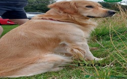 Golden Retriever dogs for sale: Beautiful GR Puppies – No Expense Spared! - Image 19