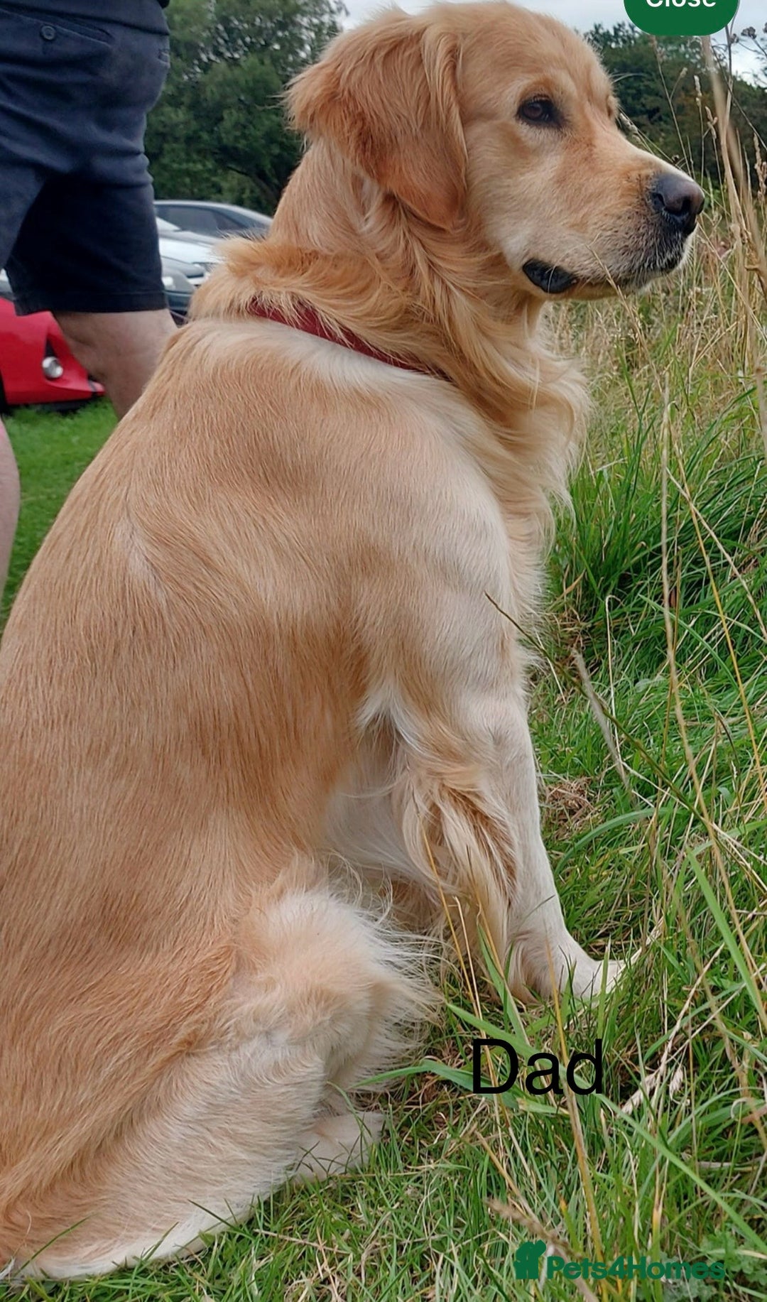 Golden Retriever dogs for sale: Beautiful GR Puppies – No Expense Spared! - Image 19