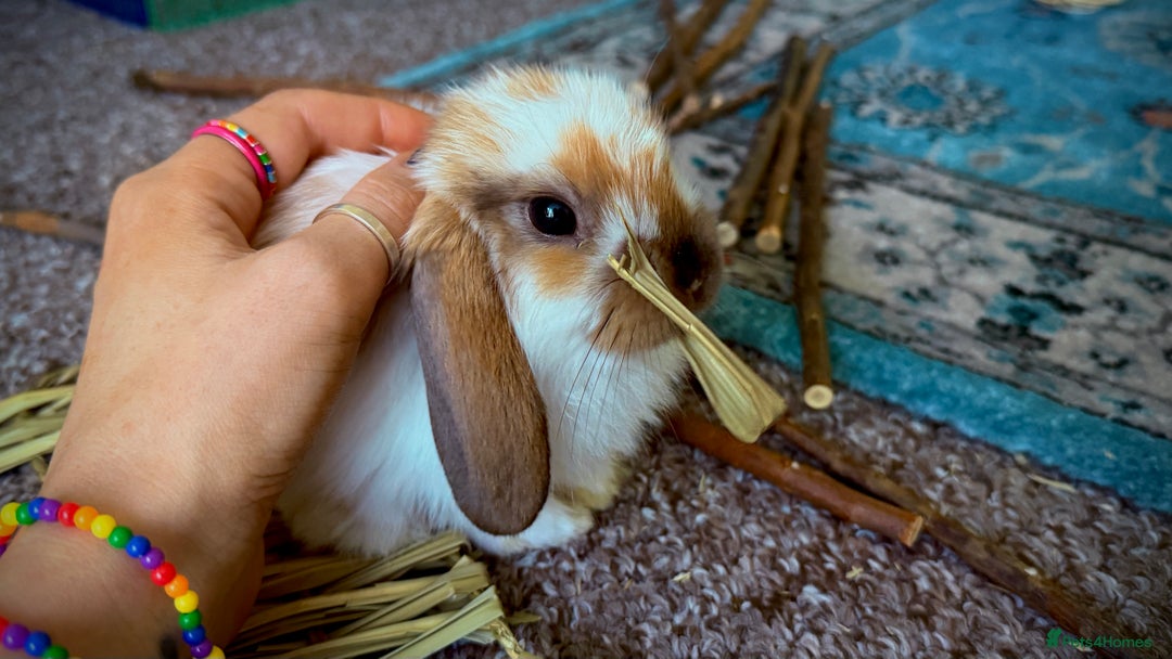 Mini Lop rabbits for sale: Mini lop babies - Image 6