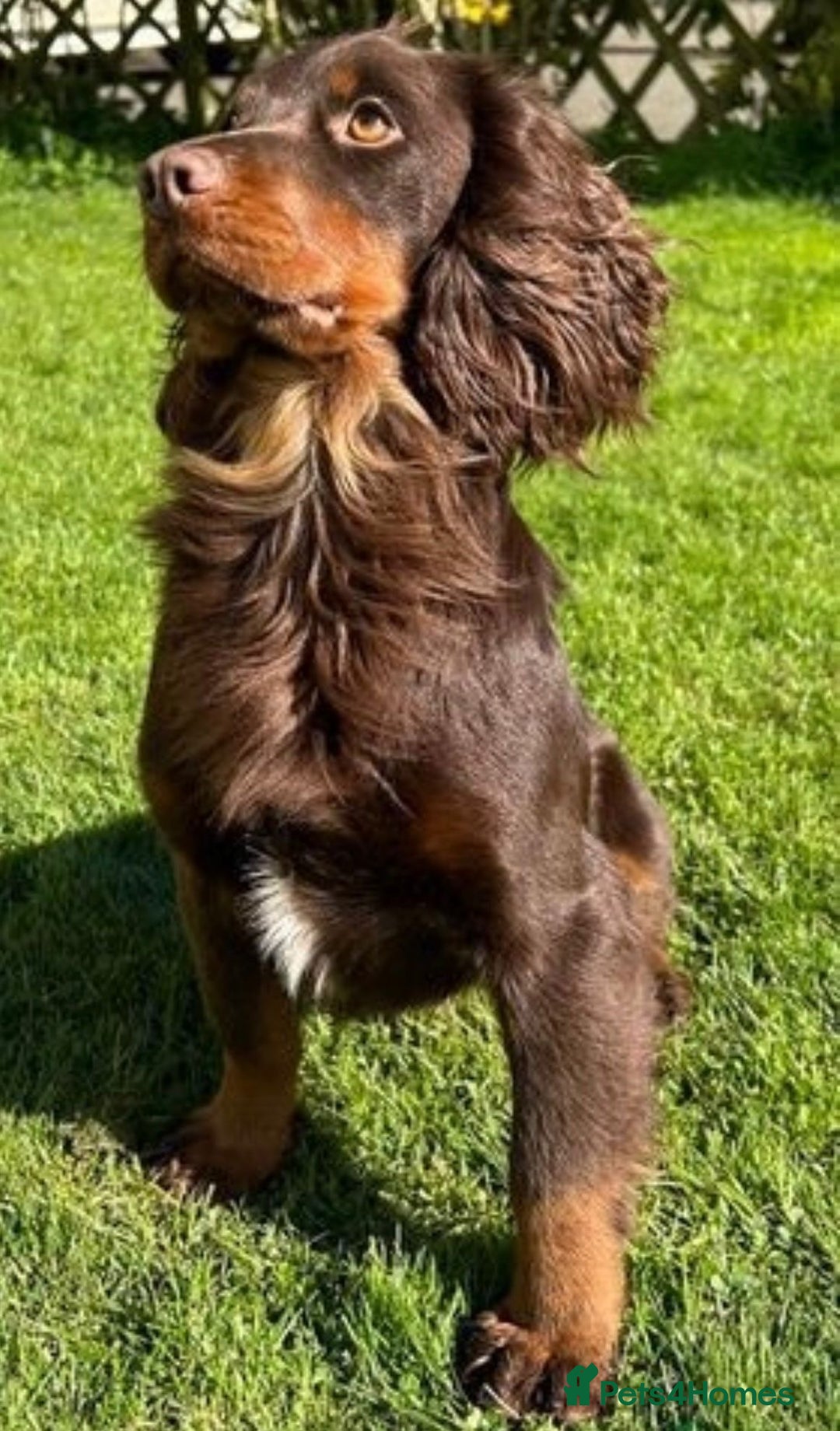 Cocker Spaniel dogs for sale: Extensively Health tested cocker spaniels Puppies  - Advert 16
