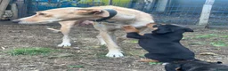 Mixed Breed dogs for sale: Doberman x lurcher puppies - Advert 13