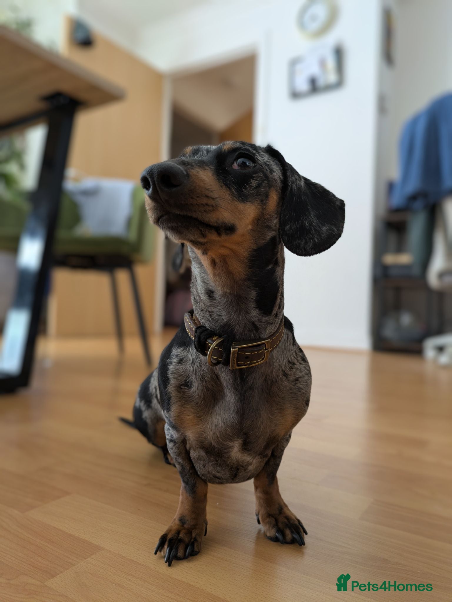 Miniature Dachshund dogs Looking for stud dog - Advert 7