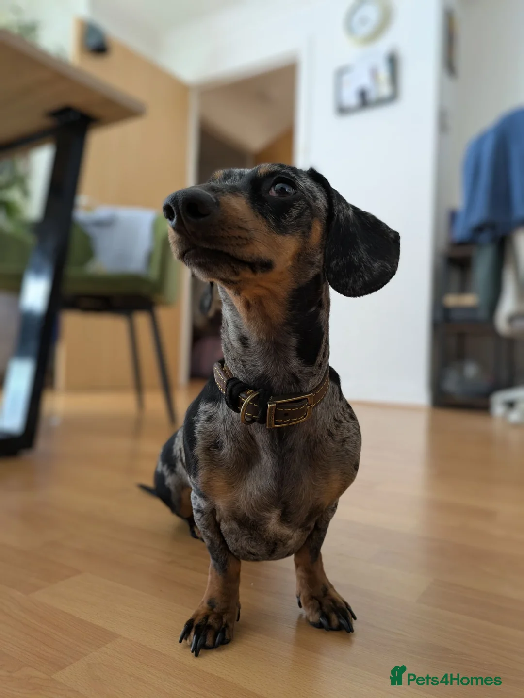 Miniature Dachshund dogs for stud: Looking for stud dog - Advert 1
