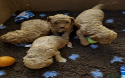 Miniature Poodle dogs for sale: Beautiful Miniature poodles  - Image 21
