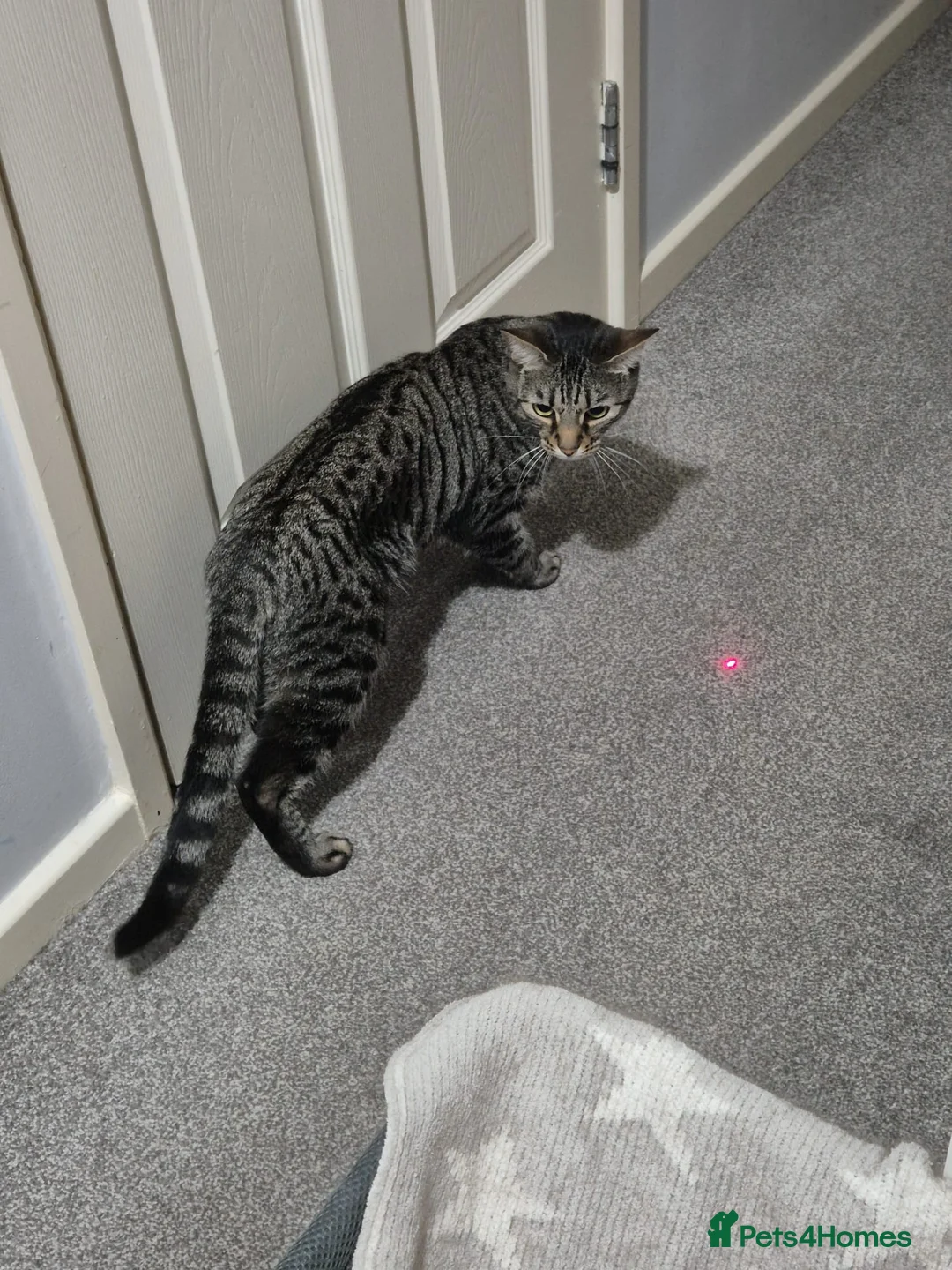 Mixed Breed cats for sale: Handsome Bengal X Domestic Shorthair (Indoor Cat) - Advert 12
