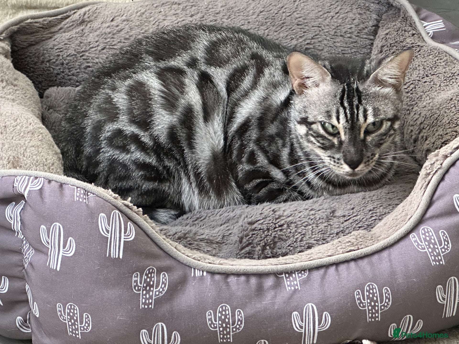 Bengal cats Stunning silver Girl  - Advert 1