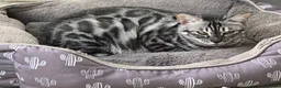 Bengal cats for sale: Stunning silver Girl  - Advert 1