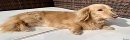 Miniature Dachshund dogs for stud: KC Reg Longhair Dachshunds For Stud - Advert 3