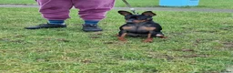 Miniature Pinscher dogs for sale: Male Miniature Pinscher – 11 Months – Show Quality - Advert 9