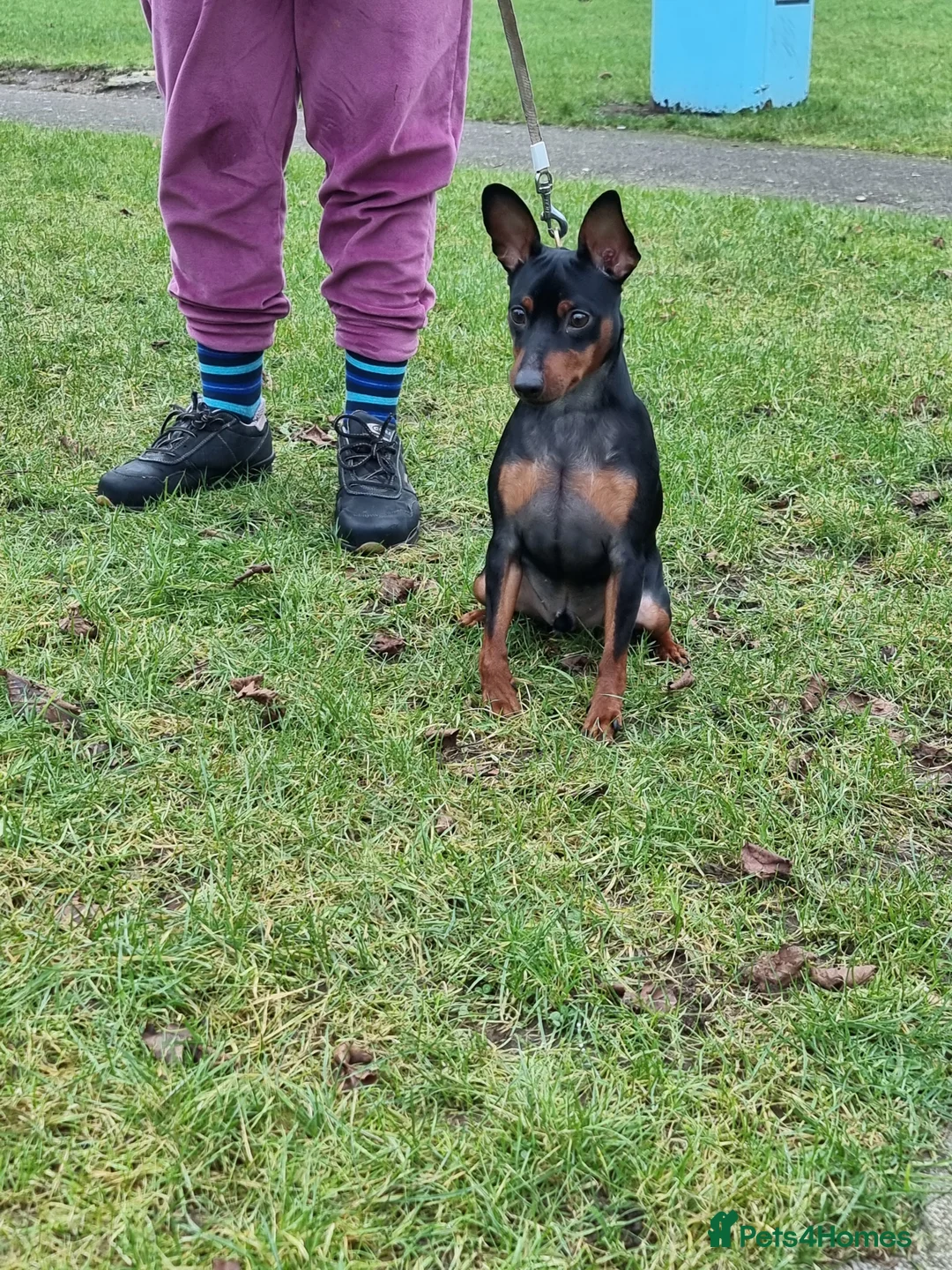 Miniature Pinscher dogs for sale: Male Miniature Pinscher – 11 Months – Show Quality - Advert 9