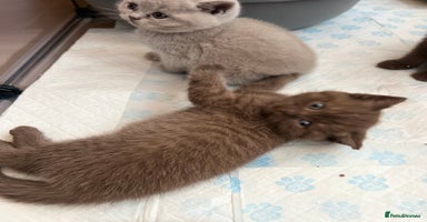 British Shorthair cats - Advert 11