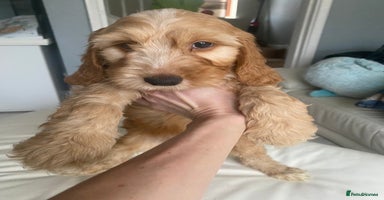 Labradoodle dogs - Advert 11