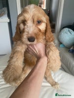 Labradoodle dogs - Advert 1