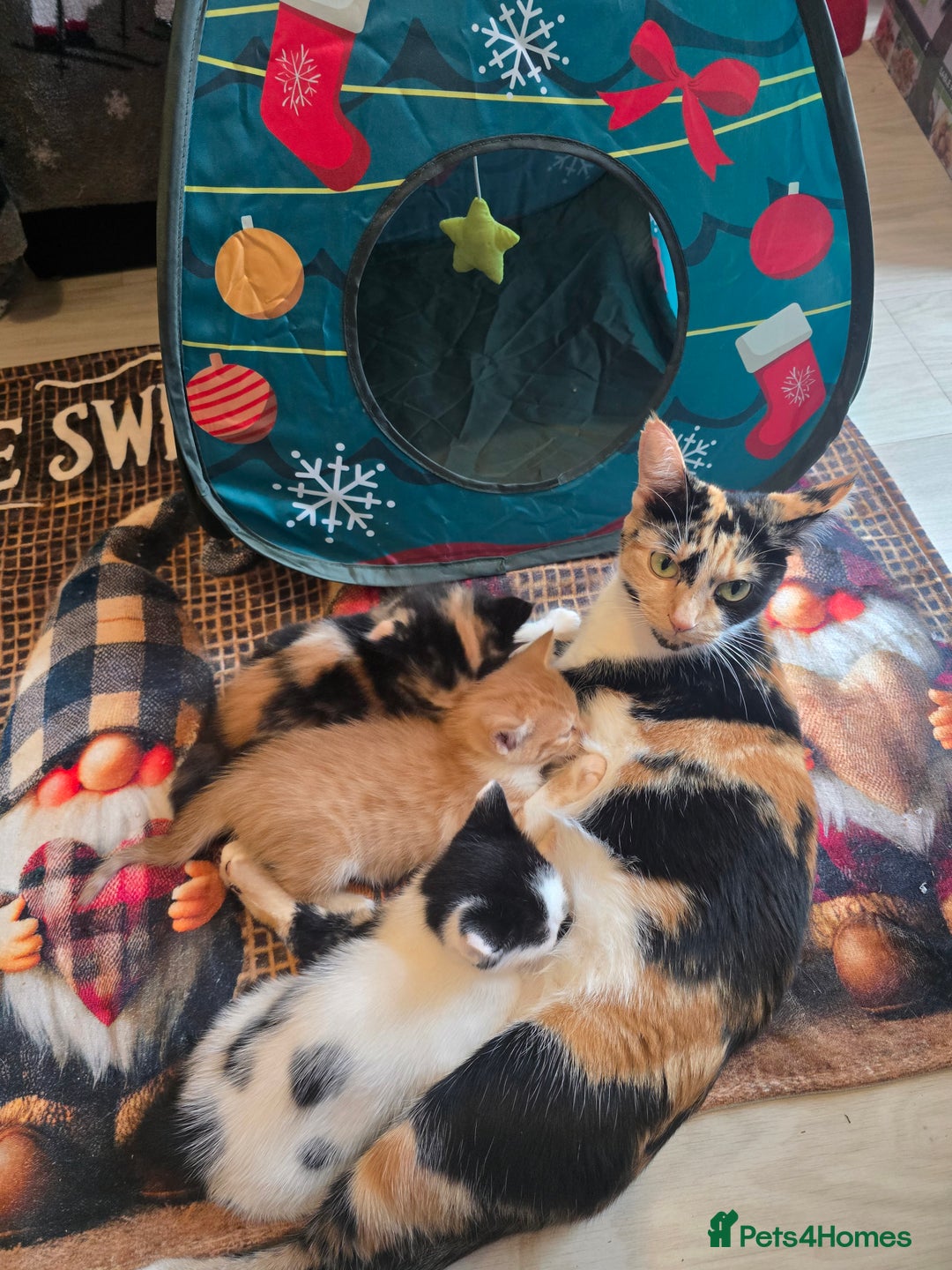 Mixed Breed cats for sale: 😺Adorable kittens .. loving ❤️home – ready soon!" - Advert 5