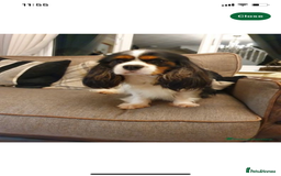 Cavalier King Charles Spaniel dogs for sale: Cavalier King Charles spaniel puppies - Image 9