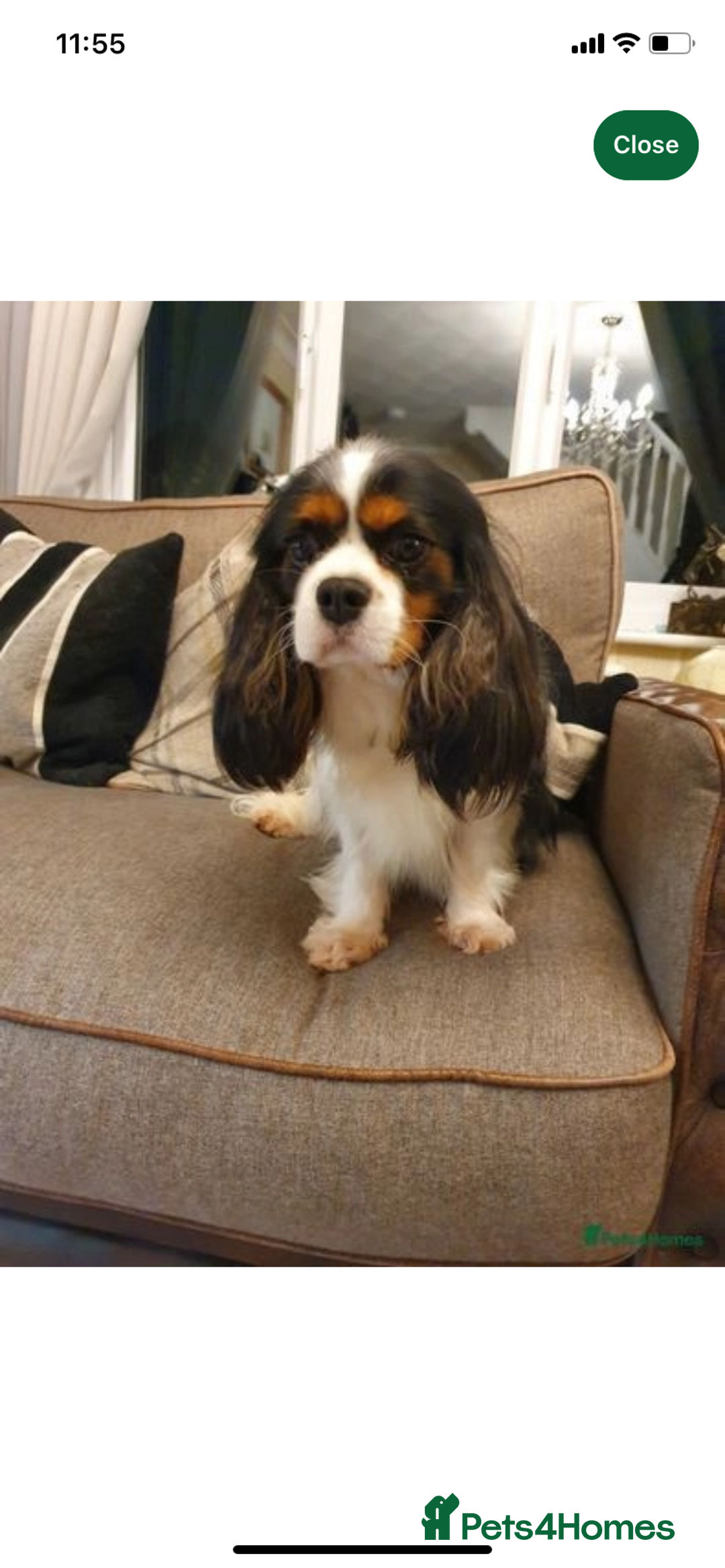 Cavalier King Charles Spaniel dogs for sale: Cavalier King Charles spaniel puppies - Image 9