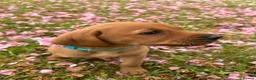 Mixed Breed dogs for sale: 8 beautiful red Vizslador puppies vizsla Labrador  in Ipswich - Advert 19