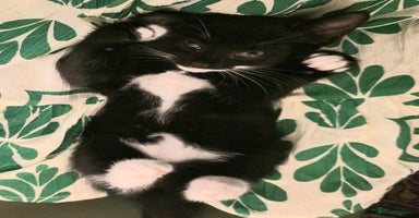 Mixed Breed cats - Advert 9