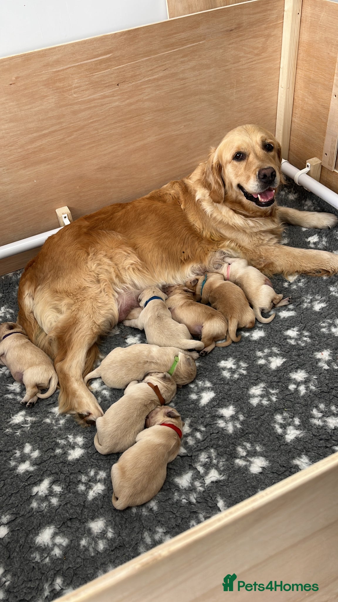 Golden Retriever dogs Gorgeous litter of Goldens - Advert 1