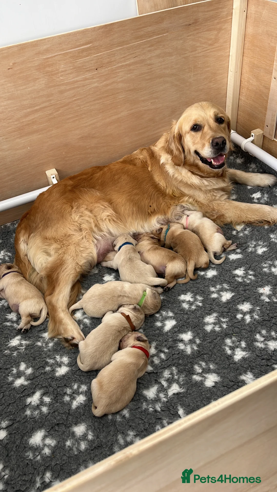 Golden Retriever dogs for sale: Gorgeous litter of Goldens in Swindon - Advert 1
