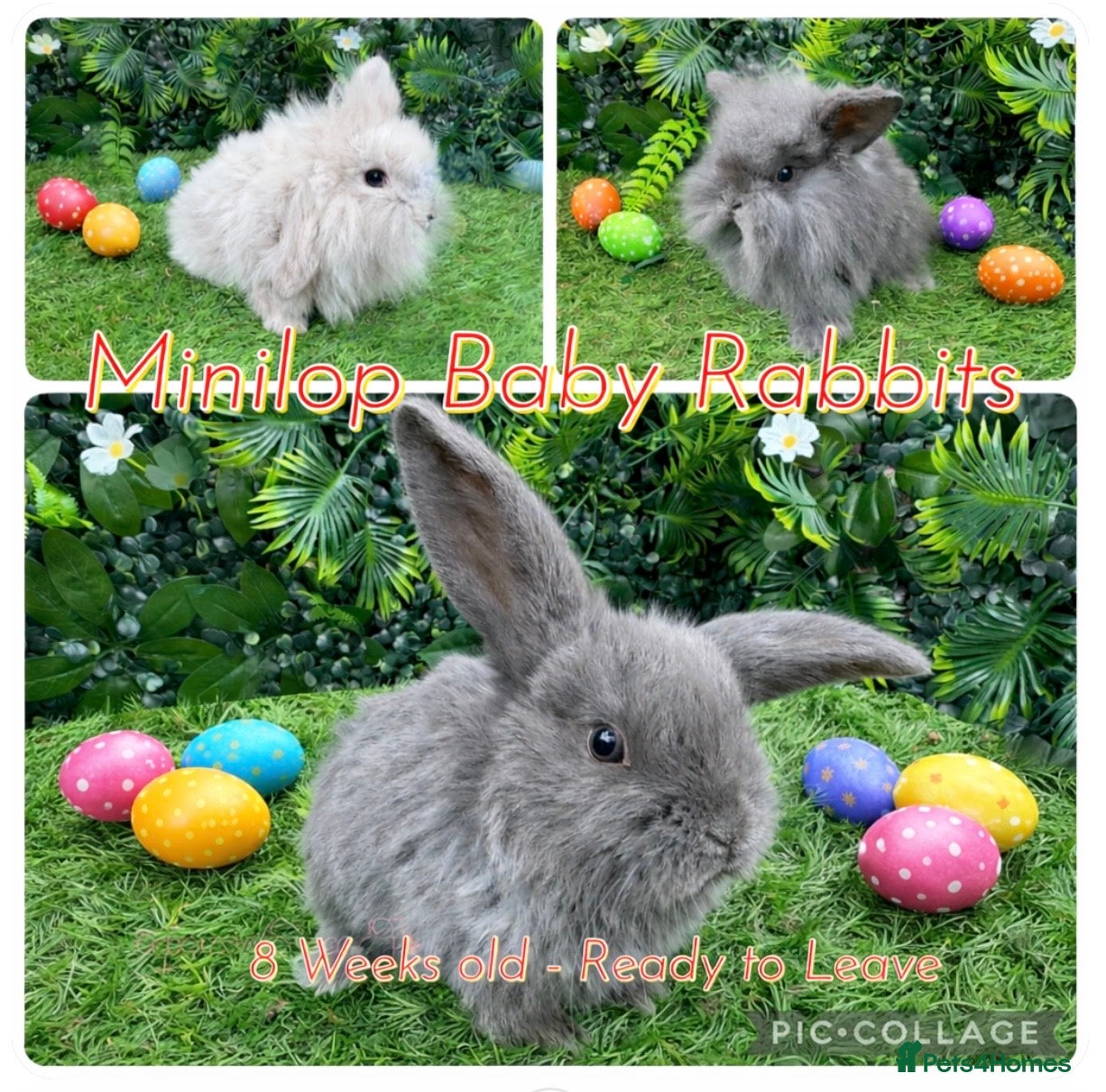 Mini Lop rabbits Mini lop rabbits 8 weeks old  - Advert 6
