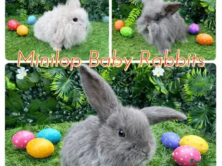 Mini Lop rabbits Mini lop rabbits 8 weeks old - Advert 6