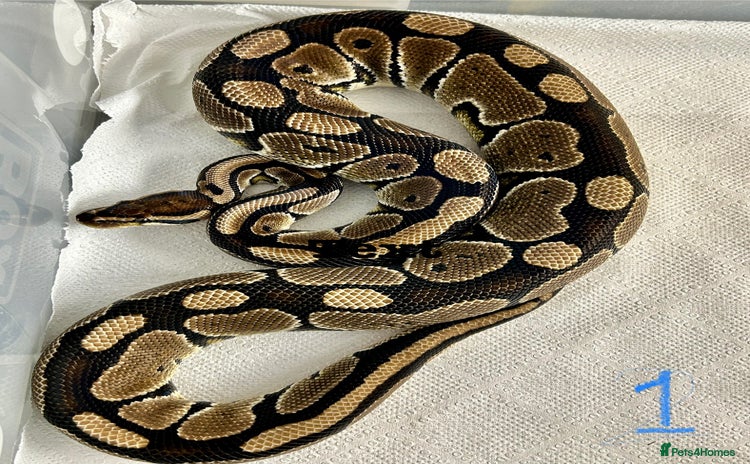 Python Snake reptiles - Advert 1
