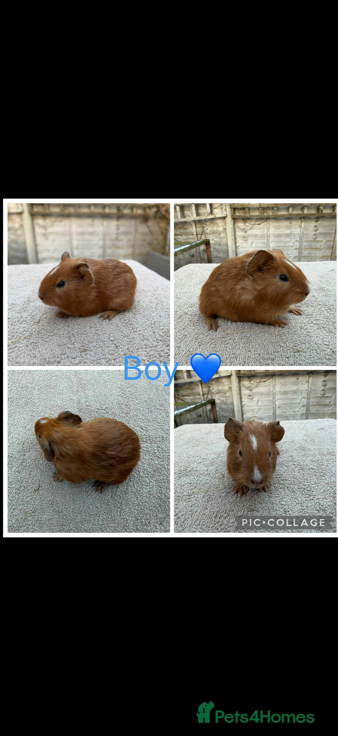 Guinea Pig rodents for sale: Male & Female Guinea pigs 👀 for new laps 🥰 - Advert 7