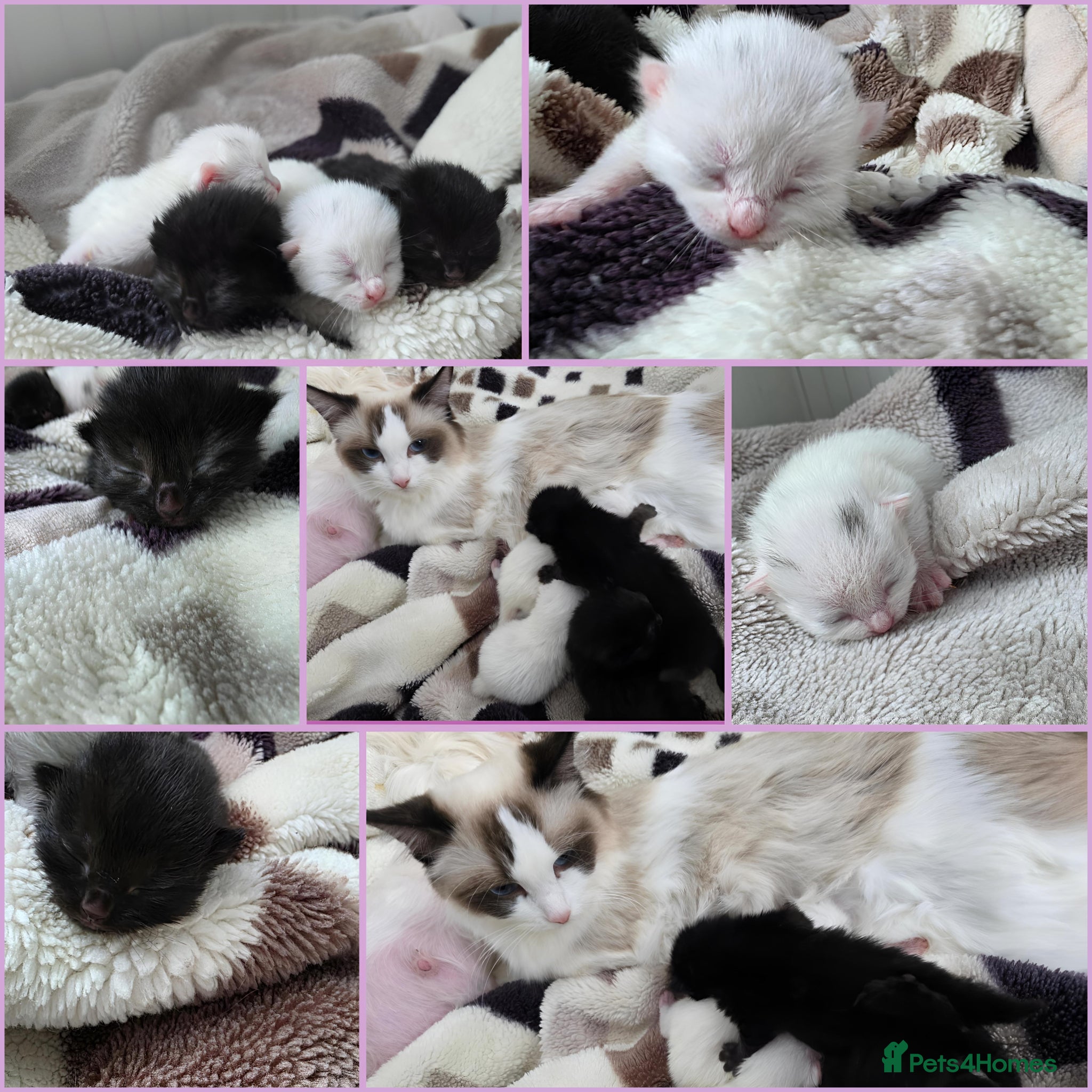 Mixed Breed cats Kittens😻Ragdoll mom x mixed breed dad😺 - Advert 15