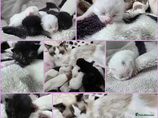 Mixed Breed cats Kittens😻Ragdoll mom x mixed breed dad😺 - Advert 15