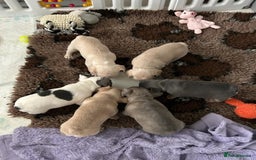 French Bulldog dogs for sale: Adorable French Bulldog Pups Ready For New Homes - Image 1
