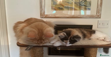 Maine Coon cats - Advert 6