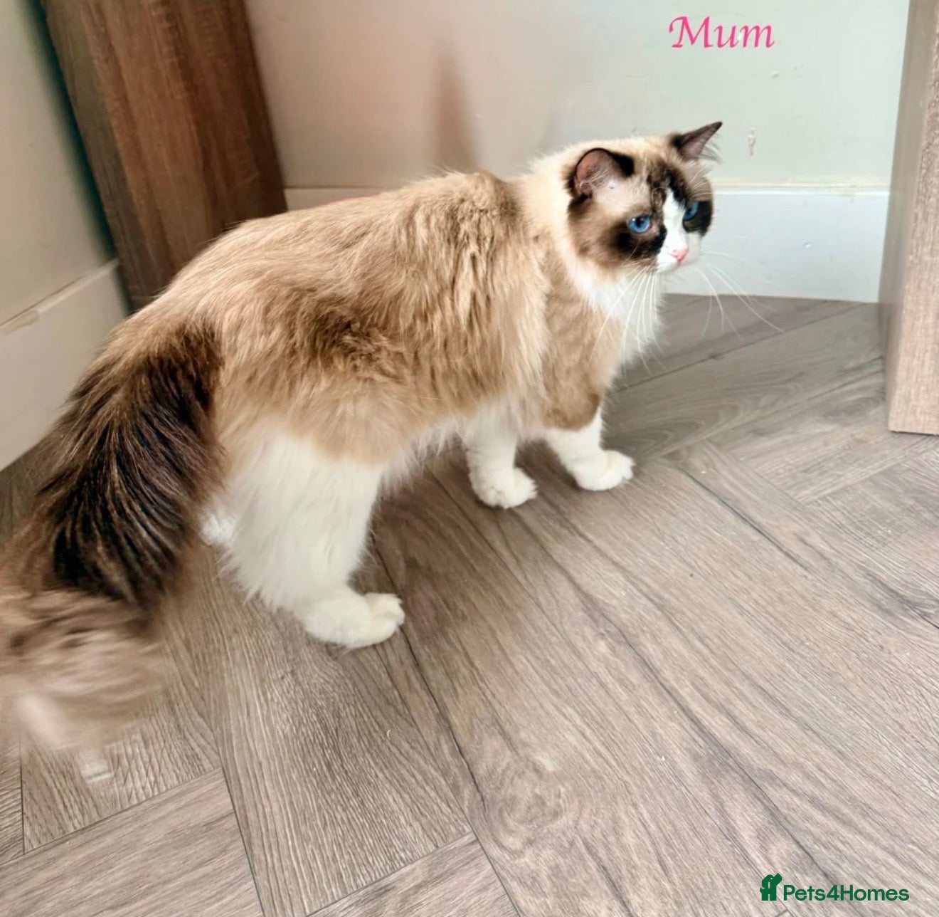 Ragdoll cats TICA REGISTERED CHAMP LINE EU RAGDOLLS✨️🏆 🩷 - Advert 2