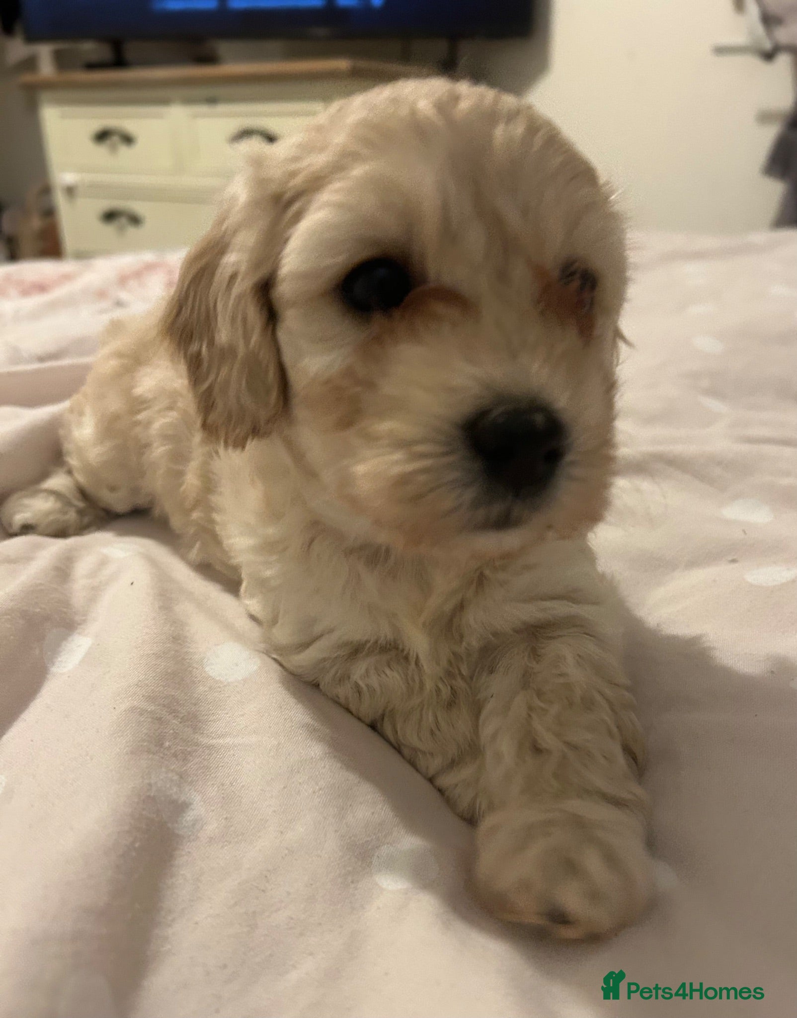 Cavapoo dogs 2 beautiful female Cavapoo pups available to view - Advert 2